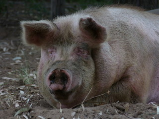 big mother pig in farm