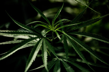 Naklejka na ściany i meble Cannabis marijuana leaf closeup dark background.