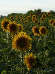 Fototapeta premium field of sunflowers