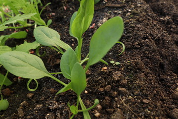 ほうれん草の本葉