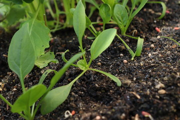 ほうれん草の本葉