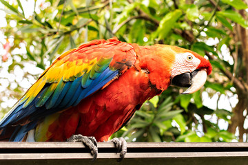 Hermosa guacamaya en su hábitat natural.