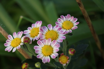 Fototapeta premium 白ピンクの小菊