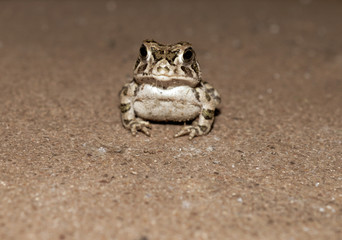 Baby toad looking at camera 