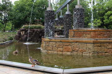 Fountain and ducks in the park