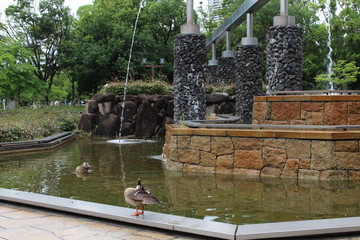 Fountain and ducks in the park