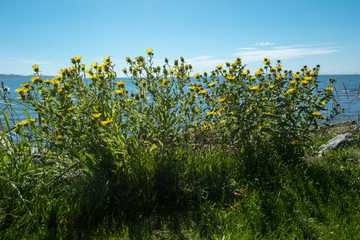 Obraz premium Wild, yellow marguerites along seafront, White Rock, BC
