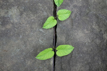 隙間に這う植物