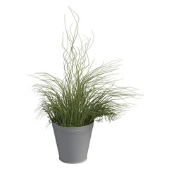 Home plant 3d illustration isolated on the white background