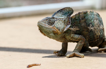 Obraz premium Veiled Chameleon / Reptile