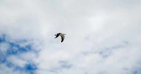seagull in flight