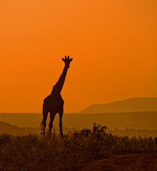 Fototapeta na wymiar Giraffe Silhouette at Twilight
