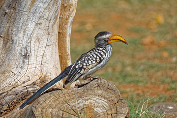 Yellow Billed Hornbill on Stump Looking Down