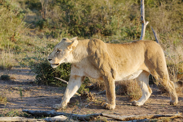 Fototapeta na wymiar Lioness Walking