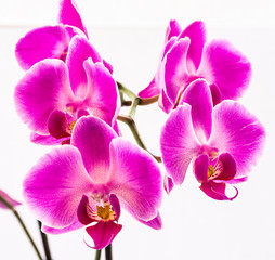Conjunto de orquídeas moradas en un fondo blanco