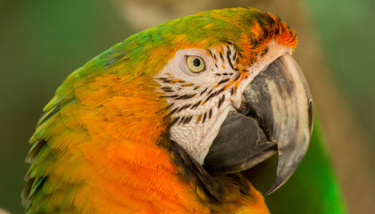 Macaw