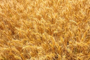 The wheat fields are under the blue sky and white clouds