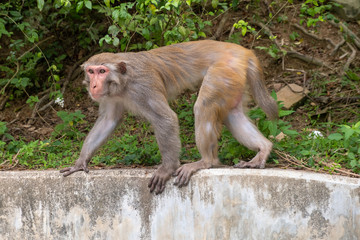 Asia monkey on fence 