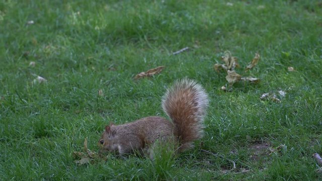 Squirrel close up, Central Park, Manhattan, New York City