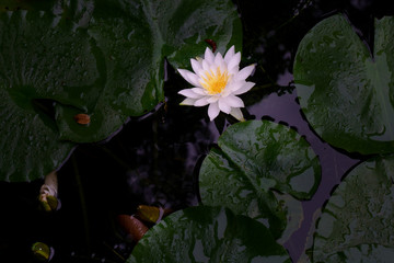 池に咲く睡蓮の花