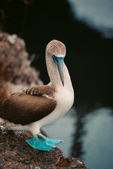 Blue Footed Boobie