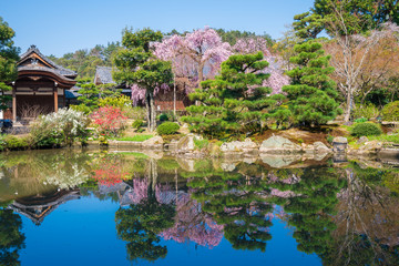 京都　法金剛院の桜
