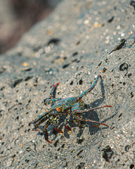 Baby Sally Crab