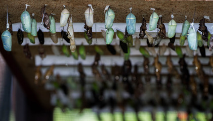 Butterfly Cocoons