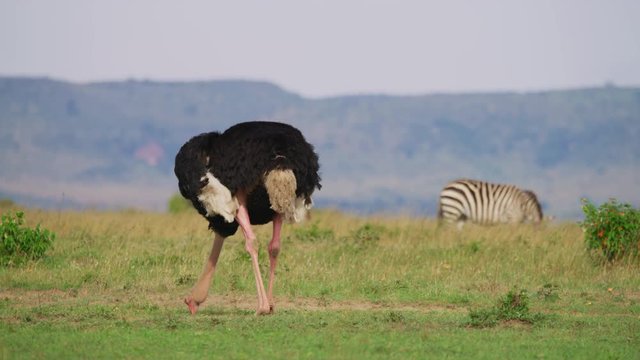 Ostrich and zebra in Maasai Mara