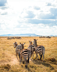 Serengeti