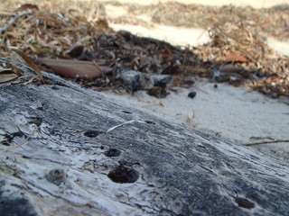 Beach Driftwood