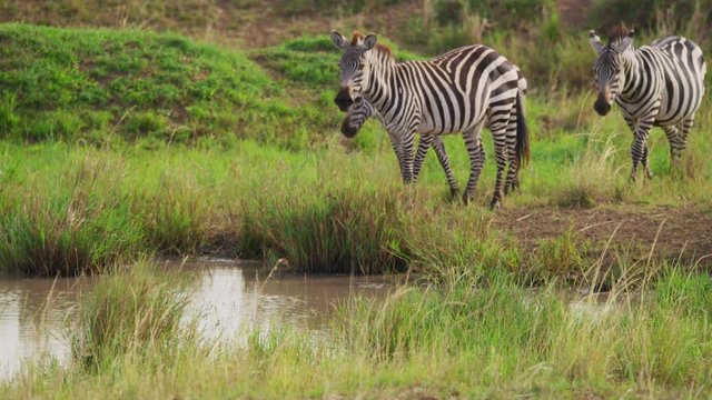 Zebras in Kenya, Africa