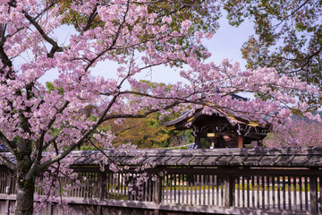 京都　大覚寺　桜