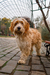 Perro paseando en el parque