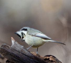 Bridled Titmouse in California