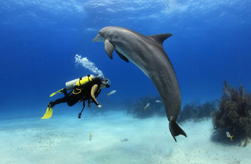 Female diver plays with a friendly dolphin
