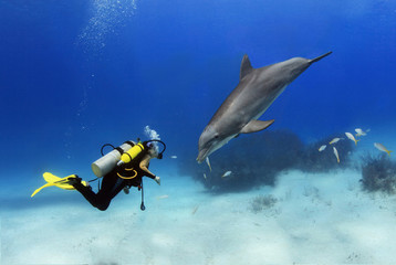 Female diver plays with a friendly dolphin
