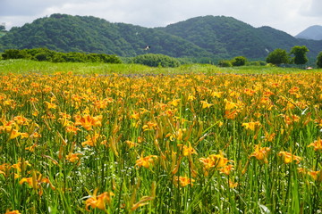 yellow flowers below the mountain
