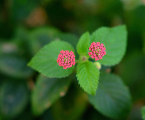 Pink buds of lantana plant with soft green leaves in background.