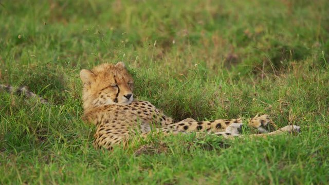 Cheetah cub resting in the grass