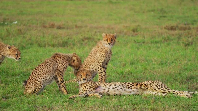 Cheetah cubs in Maasai Mara