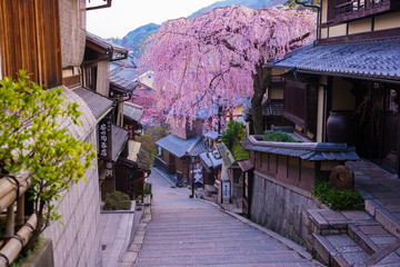 京都　三年坂の枝垂れ桜