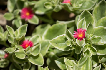 Small Pink Flowers with Light Green Leaves 
