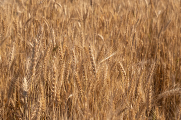 Beautiful wheat field during harvest time, background