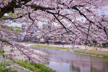Fototapeta premium 京都 鴨川 桜