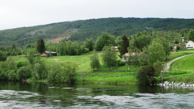 Sheep and lambs on grassland pasture landscape with flowing river Glomma on a cloudy day in Norway with zoom in and pan left.