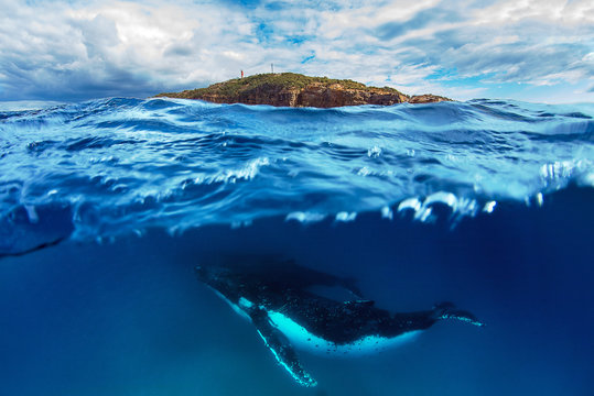 Whale swimming by lighthouse