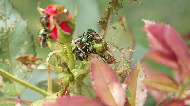 Japanese beetles eating a rose bud