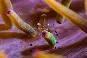 A beautiful anemone shrimp with colours and vibrance