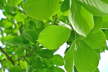 光を浴びて輝く新緑の若葉 